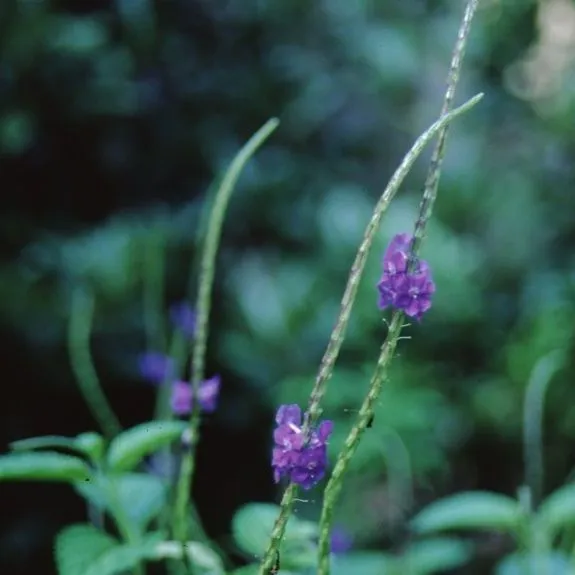 thumbnail for publication: Stachytarpheta jamaicensis Blue Porterweed